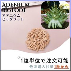 【種子】アデニウム ビッグ フット / セット割あり 数量1粒から購入OK