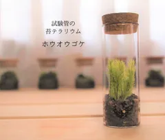 2025年最新】ホウオウゴケの人気アイテム - メルカリ