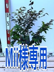 強健大玉ジャボチカバ苗 ５号
