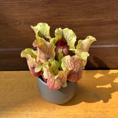 ⑥ サラセニア モンタナ 食虫植物 4.5号 現品 Sarracenia montana ヘイシソウ 瓶子草 ⑥