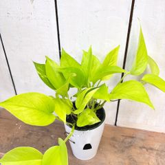 ライムポトス明るいグリーン底面給水4号ロング鉢