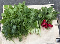 自然農　固定種　無肥料　無農薬　不耕起栽培季節の野菜セット