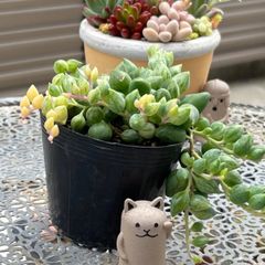 多肉植物 ☘️ エンジェルティアーズ錦 抜き苗