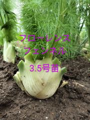 フローレンスフェンネル　金子香草園　3.5号苗　12cm苗　多年草　料理　ハーブ