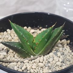 超大特価 たか 多肉植物アガベ チタノタシーザー極上子株+1#+22# 植物