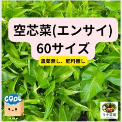 マナ菜園🥗農薬、化学肥料不使用。 空芯菜(エンサイ) 60サイズ ♪ 冷蔵便♪