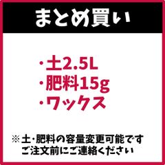 （まとめ買い/送料がお得） 土2.5×1, 肥料15g, ワックス アンスリウム アンシカル アンスリューム