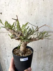 【セール】ボスウェリア　ネグレクタ　No.001　メルカリ便　鉢、送料込 ネグレクタ – Hachi-8