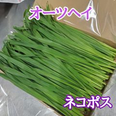 生牧草 オーツヘイ(えん麦) ネコポス