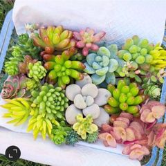 赤葉ヒダカミセバヤ 抜き苗 - メルカリ