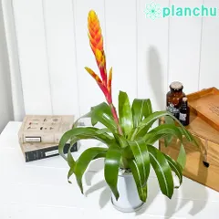 2024年最新】インコアナナスの人気アイテム - メルカリ