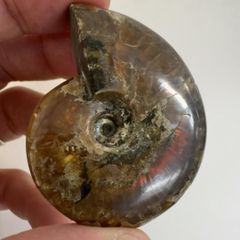 E31143】 レインボーアンモナイト レインボー アンモナイト 虹色 遊色