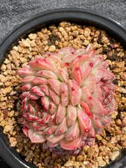 ☆*☆様 U757×105苗 ビロード 土付き エケベリア 多肉植物 韓国苗 韓国苗 エケベリア おまかせ5種類セット 多肉植物 S〜Mサイズ