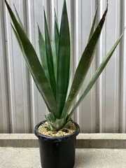 2024年最新】テキラーナの人気アイテム - メルカリ 