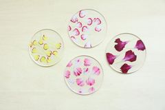 toumei トウメイ 押花 カーネーション コースター 4枚セット 木箱入り