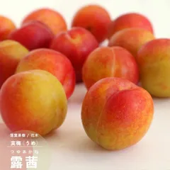 果樹苗 梅 苗木 露茜 (つゆあかね) PVP 1年生 接木 4.5号(直径13.5cm) ポット苗 果樹苗木 花木 ウメ 実梅