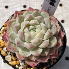 ピンクブラボー　多肉植物　エケベリア　韓国苗