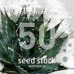 2126アガベ　モンタナ　Agave montana 排棘 極美株 2株同梱 D*N様 2024アガベ モンタナ Agave montana 極美株 2株同梱