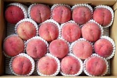 クール便　特秀　川中島白桃５ｋｇ（１８玉）　８月２０日前後〜出荷　地元JA選果【配送先：東北～関西地域】
