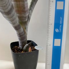 多肉植物　ビルベルギア　スティーラー　アトラクション(レア)  抜き苗　根付き