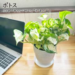 観葉植物 ハートの葉っぱ おしゃれ ポトス ステータス 5号 白薔薇陶器鉢 受皿付 鉢植え 人気 おしゃれ 母の日 インテリア リビング 斑入り 希少 送料無料 白4