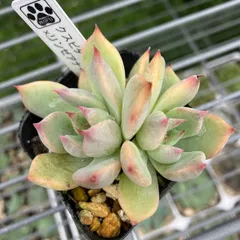 2025年最新】多肉 リンゼアナの人気アイテム - メルカリ