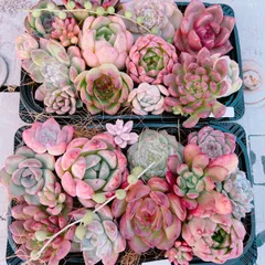 多肉植物 寄せ植えset大きめ大盛set♡B