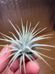 【ネコポス】チランジア イオナンタ ロゼア　Tillandsia ionantha ‘rosea’ キンクマ農園☆T00053