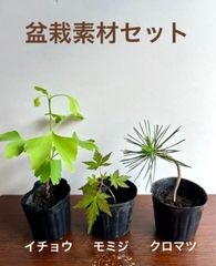 盆栽素材　ポット苗３個セット　イチョウ・モミジ・クロマツ