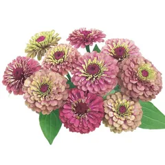 【花の種】ジニア　クイーンレッドライム　百日草　１５粒　八重～半八重