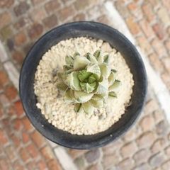 九輪塔錦 白斑 ハオルチア Mサイズ5.5ｃｍポット Haworthia reinwardtii 多肉植物 多肉永遠