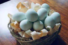 2024年最新】鳥の卵の人気アイテム - メルカリ