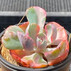 土苗】エケべリア 韓国苗 シャビアナトリュフ 多肉植物|ポコ 土苗】エケべリア 韓国苗 シャビアナトリュフ 多肉植物|ポコ