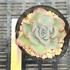 mysh※プロフ必読様 Heaven's Drive (feat. vividboooy) - Single - (sic)boy、KMの