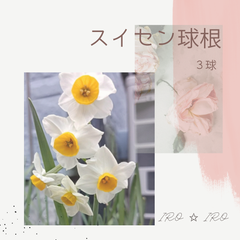 水仙　球根