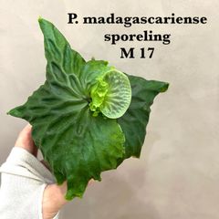 ◉複数購入歓迎◉  マダガスカリエンセ　ビカクシダ 　P. madagascariense sporeling　 胞子培養／自家栽培／ポット苗／着生植物／美株／大きめサイズ【 M１７】