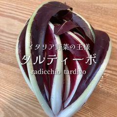 イタリア野菜 タルティーボ 富山県産 約1kg 5-7個
