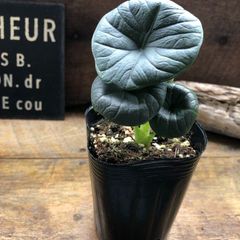 パリジェンヌ♡植物販売 パリジェンヌ - メルカリShops