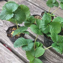 『桃薫（とうくん）PVP イチゴ苗 ４個セット』桃のような香りのイチゴ♪