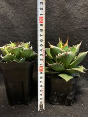 アガベ チタノタ ブラック&ブルー 鉢植えのまま第四種郵便発送 - メルカリ