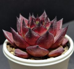 エケベリア原種 アガボイデス  トゥスパン その4 agavoides Tuxpan  ケーレス実生苗 月曜or火曜日発送。
