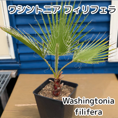 【鉢ごと発送】ワシントンヤシ　ワシントニアフィリフェラ　Washingtonia filifera　2025-5-14-wf2