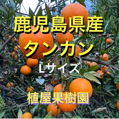 鹿児島特産品）サワーポメロ 混合サイズ 箱満杯詰 - メルカリ