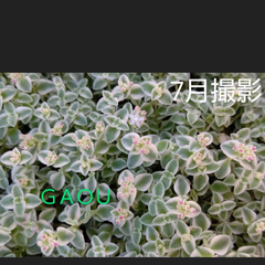 なおこ追加あられ⑱大きめ!❣️ ももホイップ❣️6苗メルカリ便送料込 GAOU☆Shop - メルカリShops
