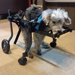 れもんぶらいとページ■中〜大型犬用4輪　犬の車椅子　犬の歩行器+オプション 4輪の犬用車椅子・歩行器のおすすめ人気ランキング【2025年