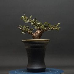 "Senna meridionalis" センナ メリディオナリス 管理2233