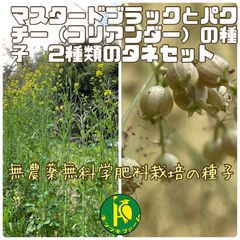 マスタードブラックの種　1mlとパクチー（コリアンダー/香菜）種2mlのセット販売 有機種子・無農薬無化学肥料栽培のタネ