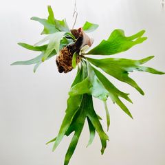 【362ARY】ビカクシダ（コウモリラン）アルシコルネの流木板付