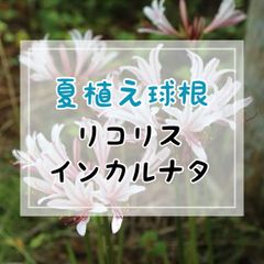 【夏植え球根】 リコリス・インカルナタ　2球入