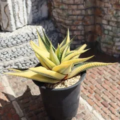 2025年最新】trigger 鉢の人気アイテム - メルカリ